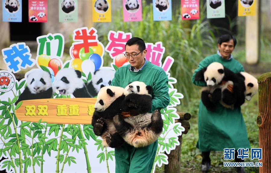 4只半岁大熊猫户外庆祝半岁生日 与市民游客一同过冬至